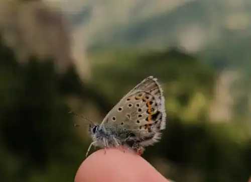 Petit papillon sur le bout d'un doigt.