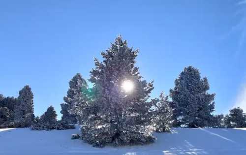 Un arbre enneigé avec le soleil, toujours dans le vercors.