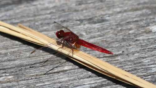 Une libellule (ou une demoiselle ? je sais jamais qui est qui avec les ailes repliées ou pas) rouge.