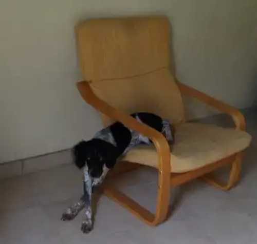 Kahuète le chien après avoir coulé de la chaise et essayant de se relever (manifestement il a pas encore tout compris niveau positionnement des pattes).